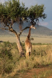 Giraffe Masai Mara