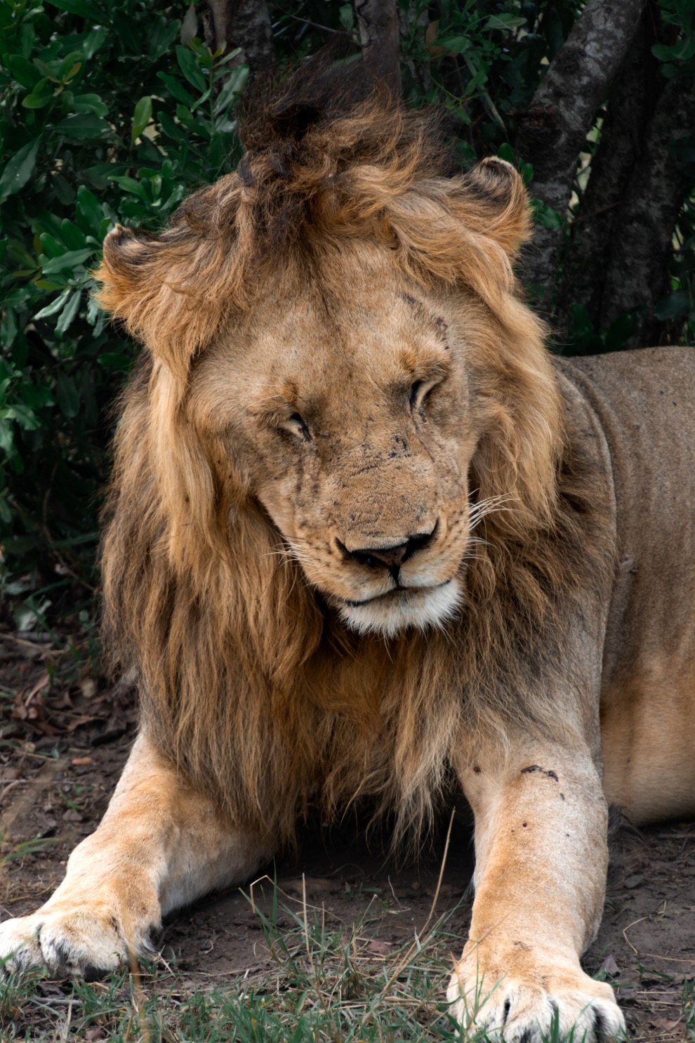 leeuwen Kenia