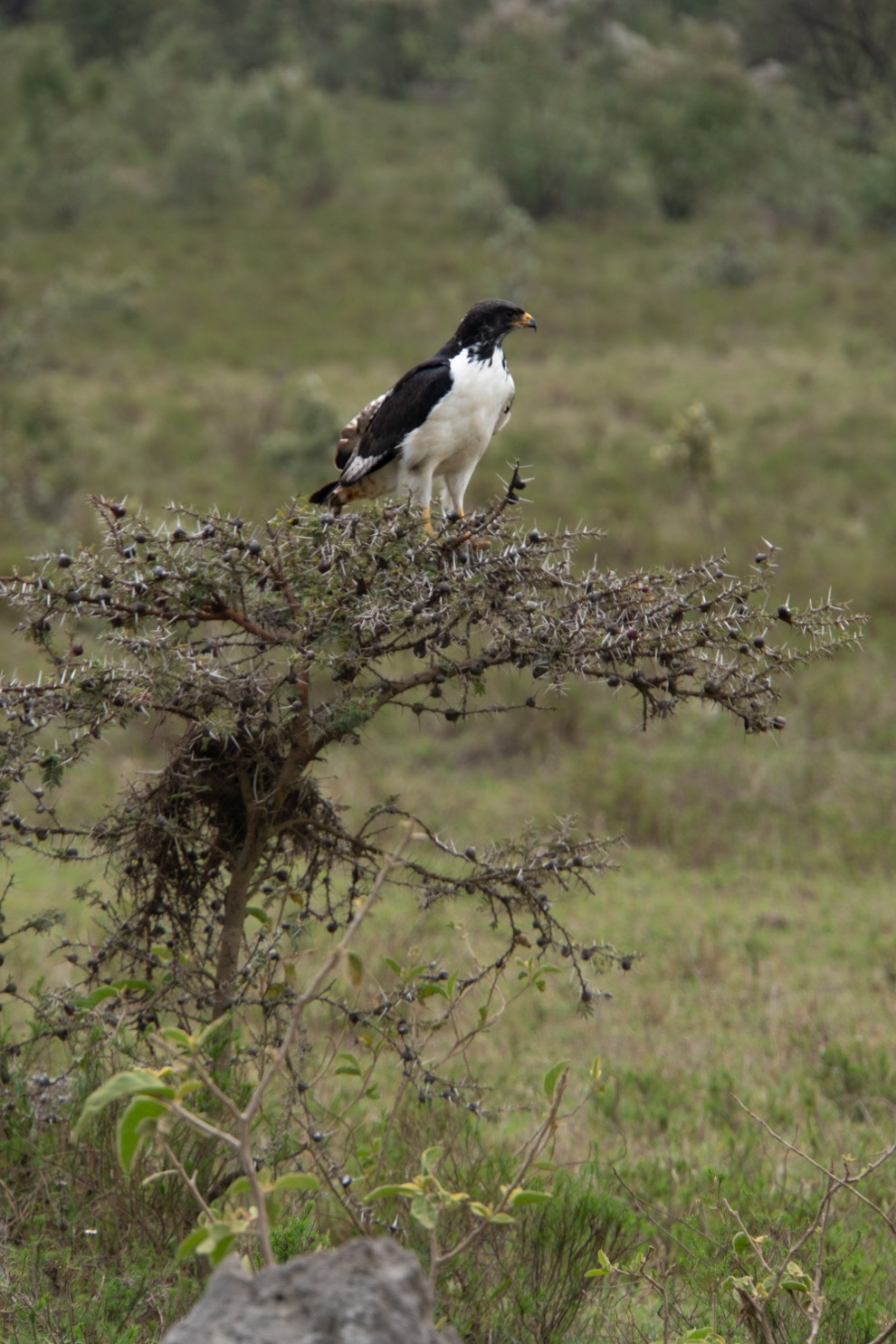 Vogels Kenia