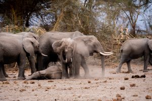 Amboseli national park