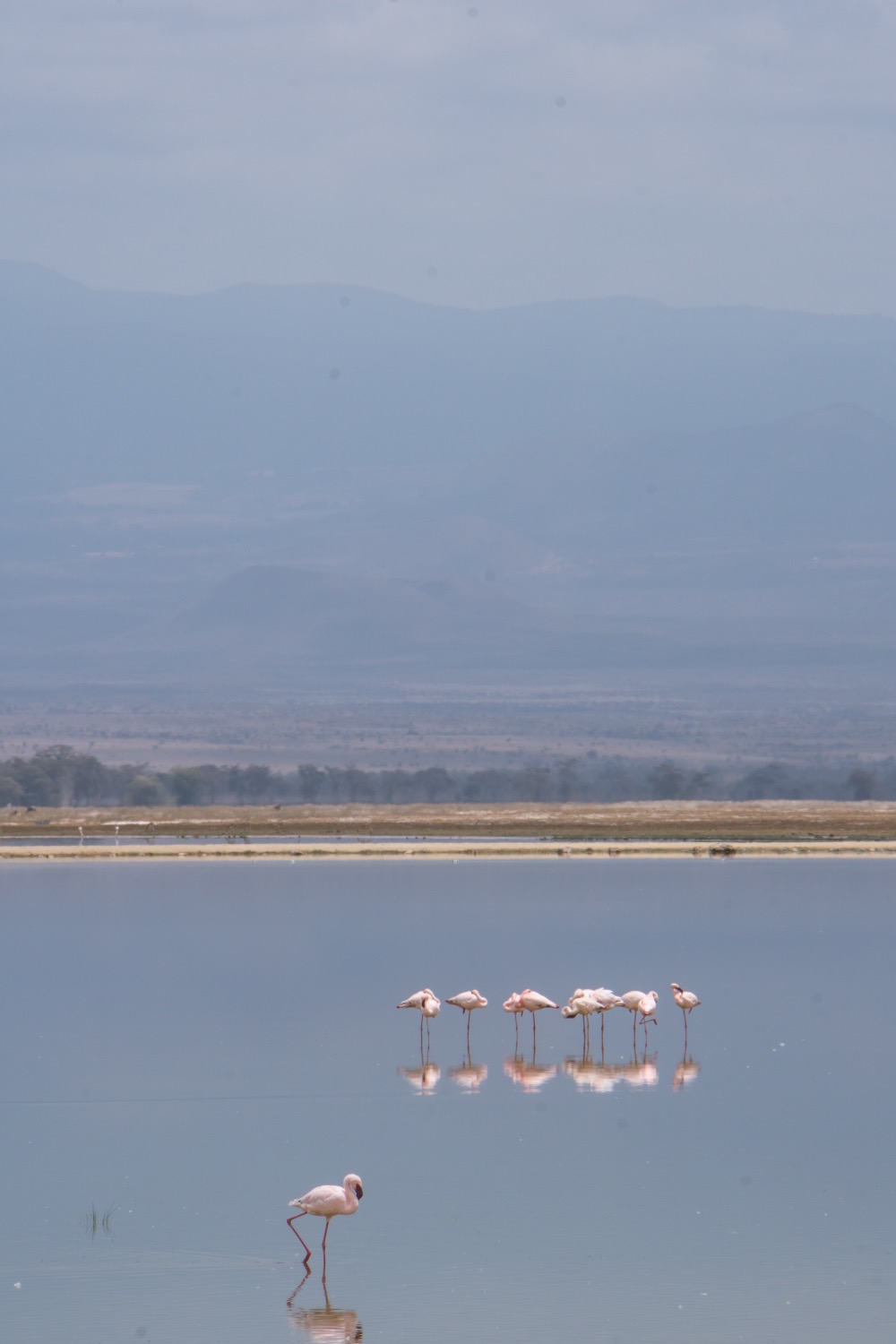 Flamingo's Kenia